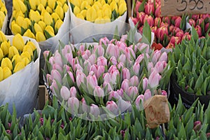 Tulips flowers bouquets on sale in Copenhagen Denmark