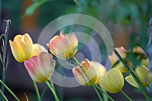 Tulips flowers photo