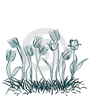 Tulips flowers engraved grass vector illustration sketch