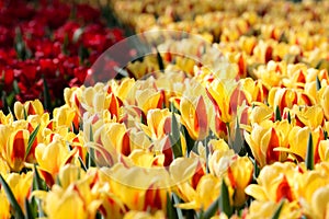 Tulips Flowers Field