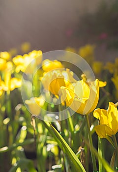 Tulips flowers in garden with sun light