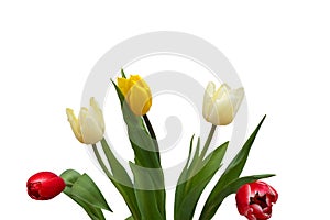 tulips flowers  isolated on white background