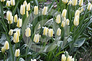 TULIPS FLOWERS IN KASTRUP DENMARK