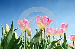 Tulipani fiori medio da tulipani 