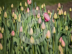 Tulips flowers in the middle of the tulips field on a sunny day