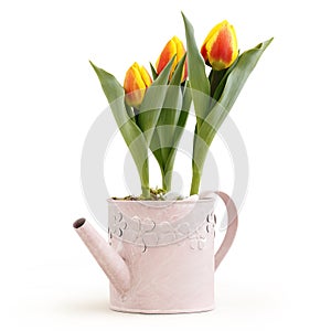 Tulips flowers plants in pink watering can isolated on white background, florist shop or gift card present