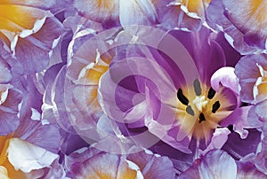 Tulips flowers purple and yellow.. Floral spring background. Close-up.