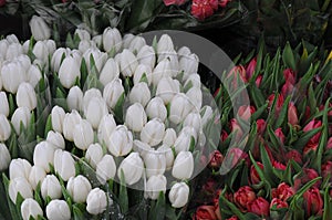 Tulips flowers for sale in copenhagen denmark