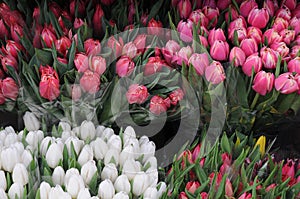 Tulips flowers for sale in copenhagen denmark