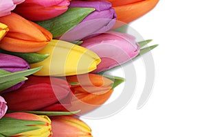 Tulips flowers in spring or mother's day with copyspace