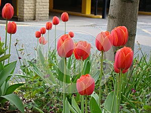 Tulips flowers on street