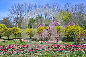 Tulips flowers and trees landscape in Kurpark Oberlaa Vienna spring