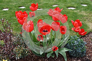 TULIPS FLOWERS IN VARIOUS COLOR