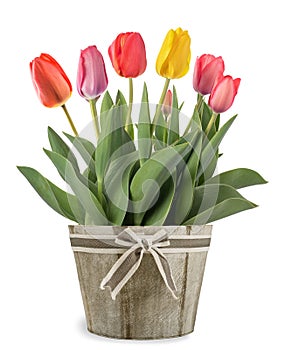 Tulips flowers in vase