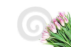 Tulips flowers on white background. Flat lay, top view. Lovely greeting card with tulips for Mother`s day, wedding or happy event