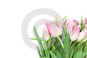 Tulips flowers on white background. Flat lay, top view. Lovely greeting card with tulips for Mother`s day, wedding or happy event