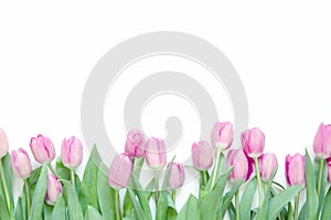 Tulips flowers on white background. Flat lay, top view. Lovely greeting card with tulips for Mother`s day, wedding or happy event