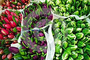 Tulips at the flowers wholesale market