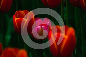 Tulips in focus. A pink tulip between the orange tulips