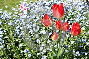 Tulips and forget-me-nots