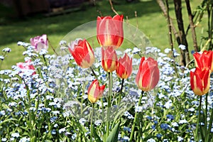 Tulips and forget-me-nots