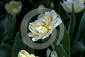 Blooming White Tulips with Bokeh Background. Tulips form a genus of spring-blooming perennial herbaceous bulbiferous geophytes.