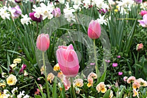 Pink Tulips in spring season.Closeup.