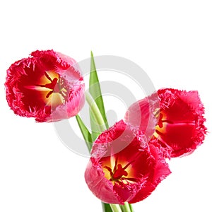 Tulips with fringe