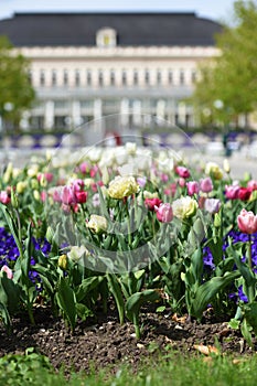 Tulips in front of the Congress House of Bad Ischl