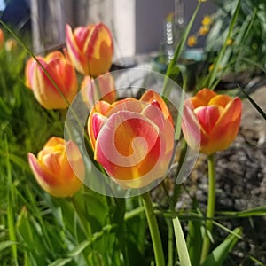 Tulips in the Front Yard Garden
