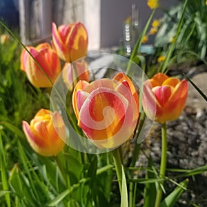 Tulips in the Front Yard Garden