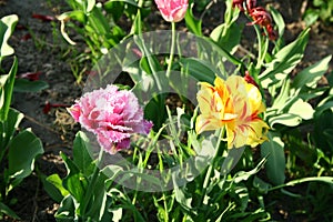 Tulips in the garden