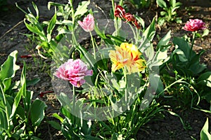 Tulips in the garden