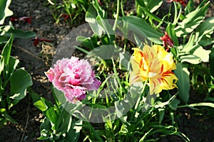 Tulips in the garden