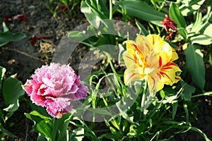 Tulips in the garden