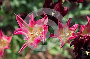 Tulips in the garden