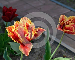 Tulips in the garden