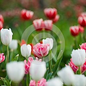 Tulips in the garden