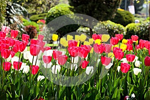 Tulipani giardino 