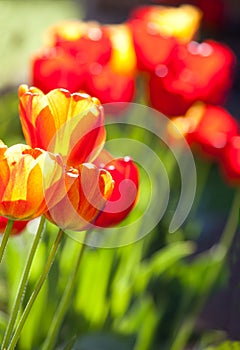 The tulips in garden