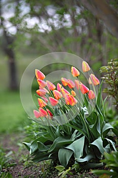 The tulips in garden