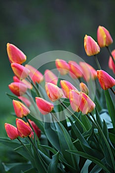 The tulips in garden