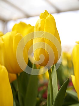 Tulips in the garden