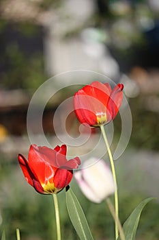 Tulips in the garden