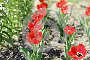 Tulips in the garden close-up photo