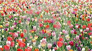 Tulips in the Garden - flower background
