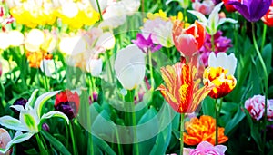 Tulips garden flowerbed photo