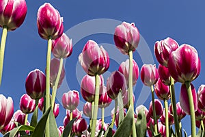 Tulips garden at Holland, Michigan