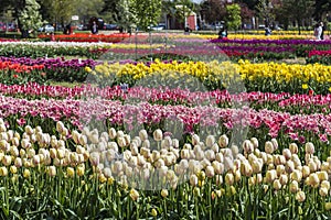 Tulips garden at Holland, Michigan