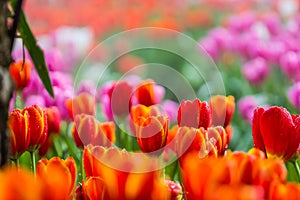 Tulips in the garden selective focus